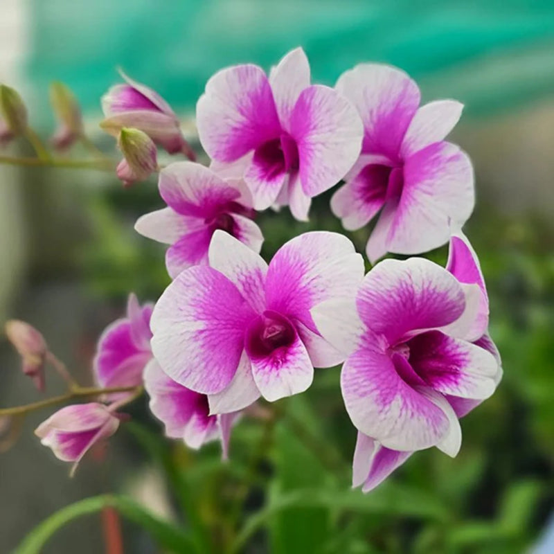 Multi-Colored Dendrobium Flower seeds for Planting - Low Maintenance, Heirloom & GMO Free Seeds for Home Garden