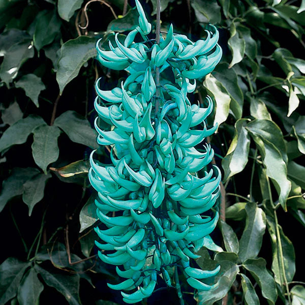 Vibrant Turquoise Flower seeds for Planting Long Bloom Season Heirloom & GMO Free Seeds for Home Garden