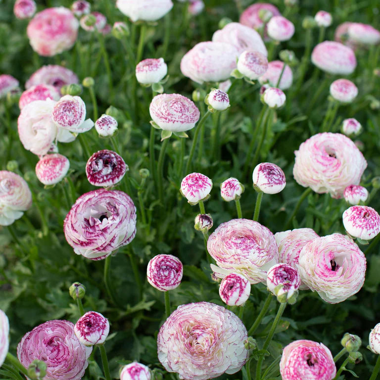 White Pink Ranunculus Flower Seeds – Pollinator Friendly Heirloom & NonGMO for Home Garden
Sale