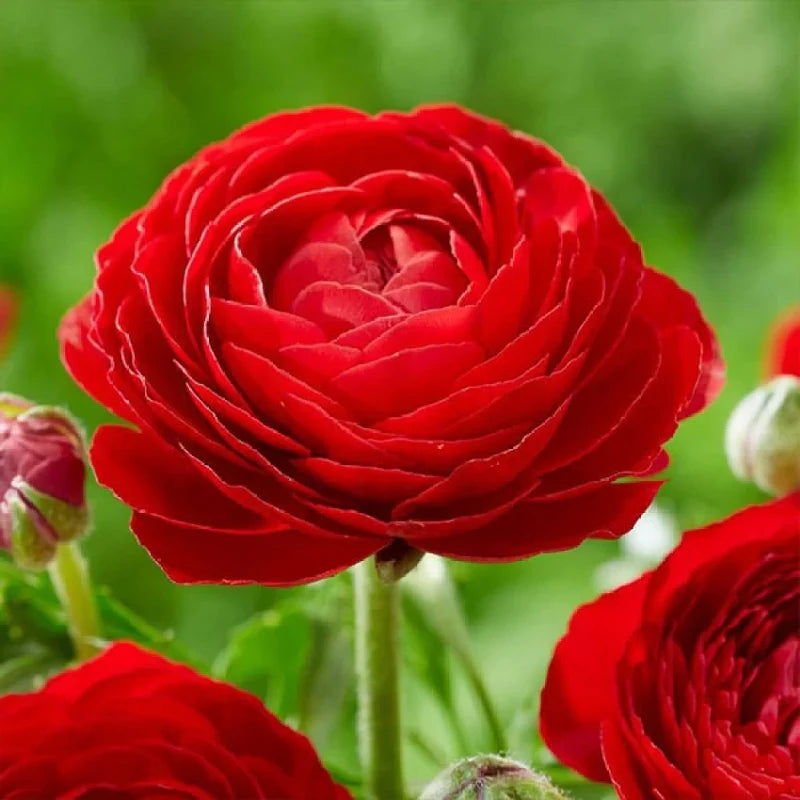 Red Ranunculus Flower seeds for Planting - Compact Growth, Heirloom & GMO Free Seeds for Home Garden