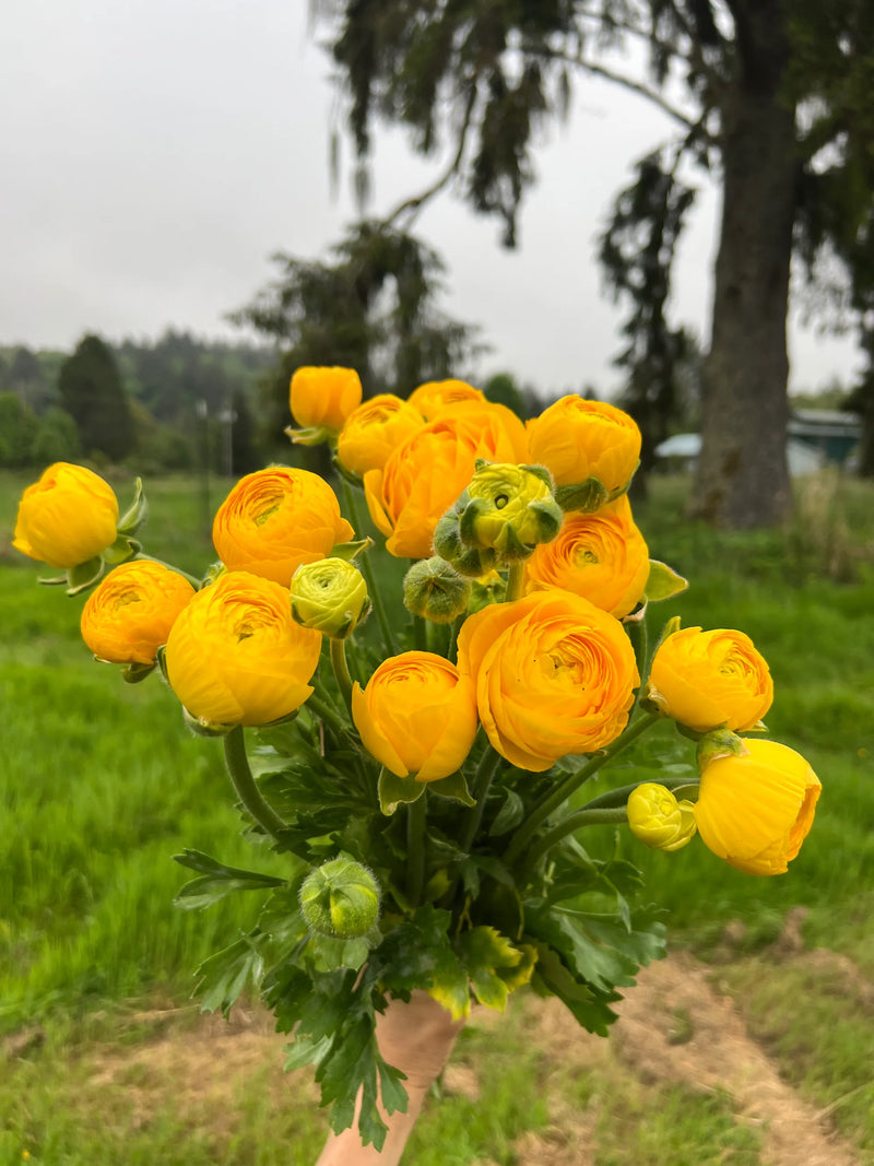 Yellow Ranunculus Flower Seeds for Garden Cottage Garden Essential Heirloom & GMO Free Seeds for Home Garden
Sale