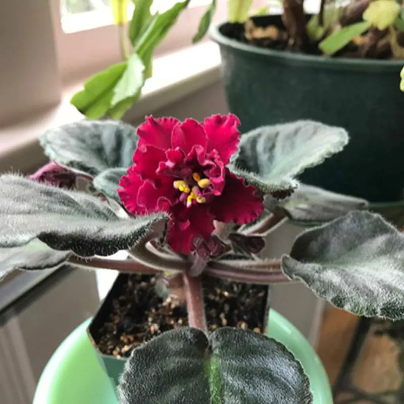 Burgundy Saintpaulia Flower seeds for Planting - Vibrant Colors, Heirloom & GMO Free Seeds for Home Garden