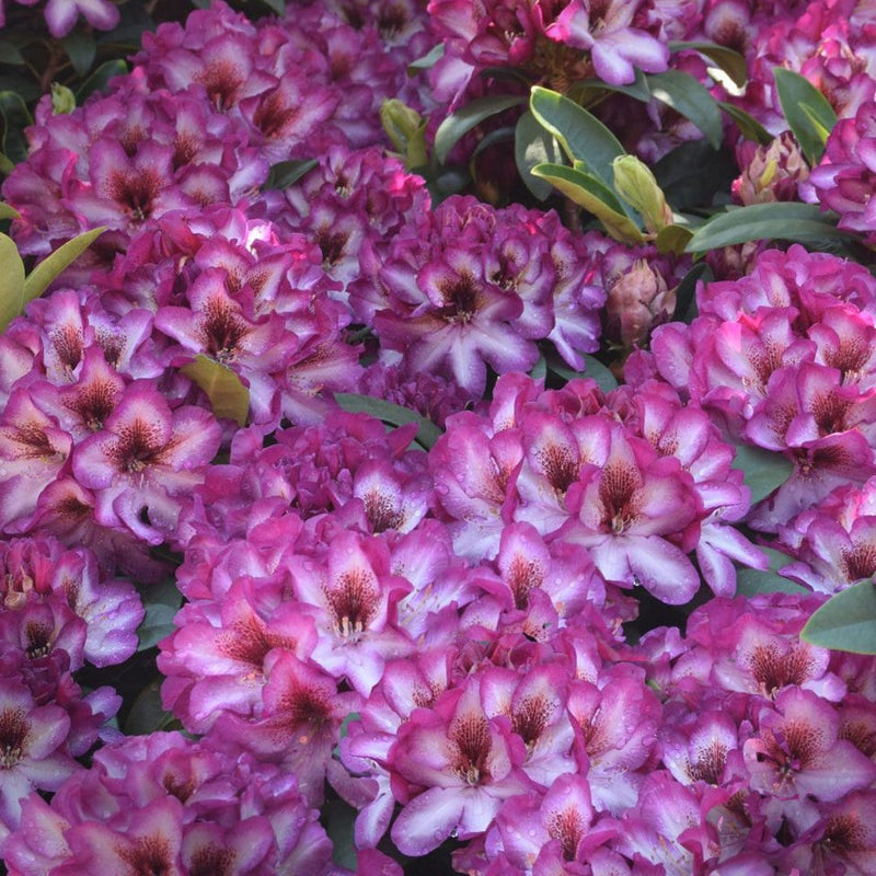 Pink Rhododendron Hans Flower seeds for Planting - Colorful Display, Heirloom & GMO Free Seeds for Home Garden
Sale seeds for home garden