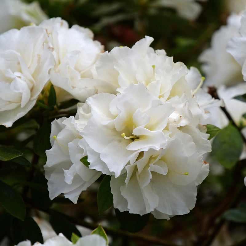 White Azalea Flower seeds for Planting Hardy Variety Heirloom & GMO Free Seeds for Home Garden
Sale seeds for home garden planting