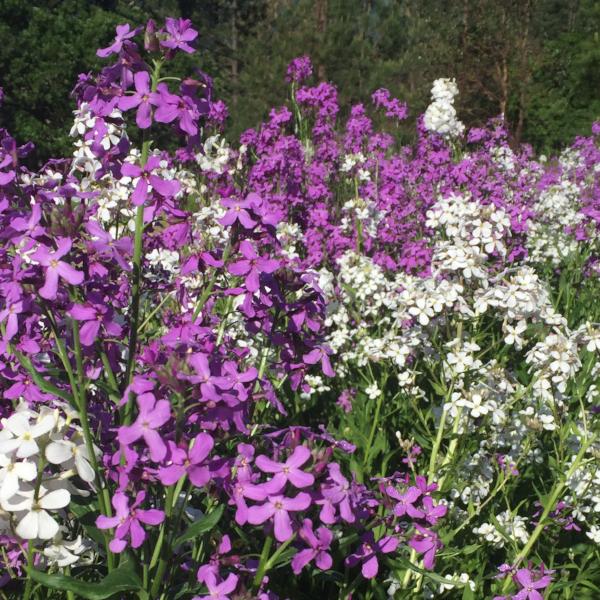 Rocket Flower seeds for Planting - Bright Blooms, Heirloom & GMO Free Seeds for Home Garden