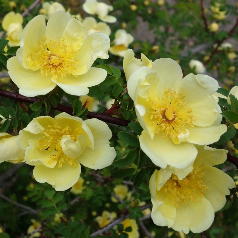 Yellow Hugo Rose Flower seeds for Planting - Vibrant Colors, Heirloom & GMO Free Seeds for Home Garden
Sale for planting in home garden