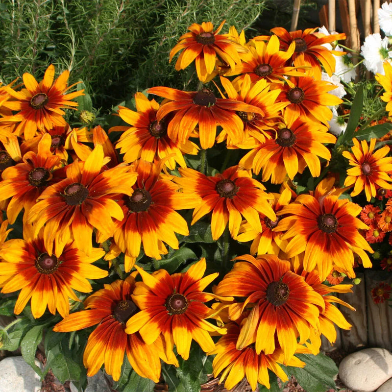 Orange Cappuccino Rudbeckia Flower seeds for Planting - Seasonal Bloomer, Heirloom & GMO Free Seeds for Home Garden