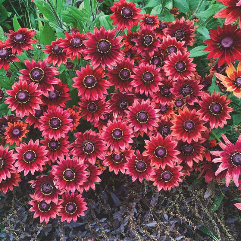 Red Rudbeckia Flower seeds for Planting - Compact Growth, Heirloom & GMO Free Seeds for Home Garden