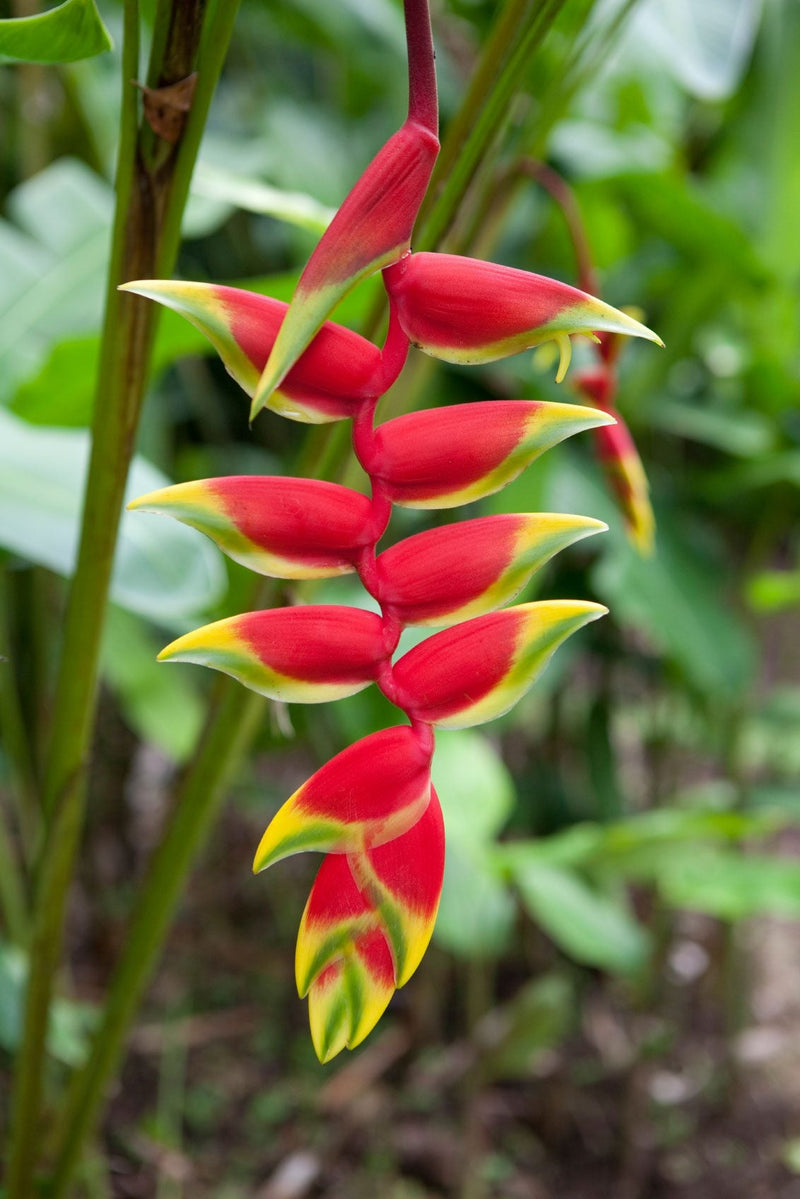 Heliconia Flower seeds for Planting Perfect for Borders Heirloom & GMO Free Seeds for Home Garden