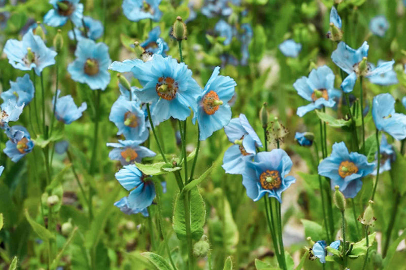 Blue Himalayan Poppy Tibetan Meconopsis Flower Seeds for Planting - Vibrant Garden Blooms