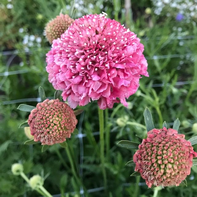 Pink Scabiosa Flower seeds for Planting - Fragrant Blossoms, Heirloom & GMO Free Seeds for Home Garden
Sale seeds for planting in home garden