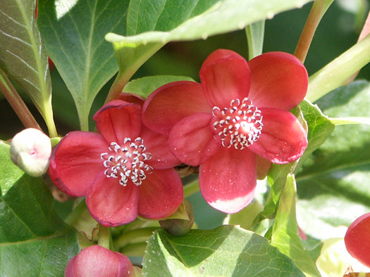 Schisandra Flower seeds for Planting Drought Tolerant Heirloom & GMO Free Seeds for Home Garden
Sale