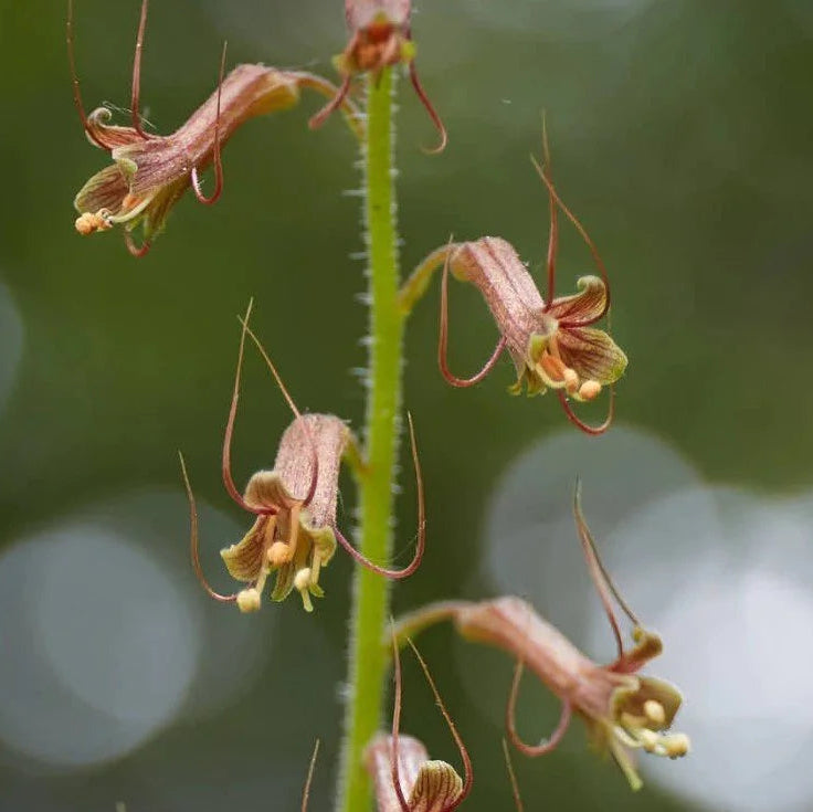 Mothers Menziesii Flower seeds for Planting - Cut Flower Favorite, Heirloom & GMO Free Seeds for Home Garden