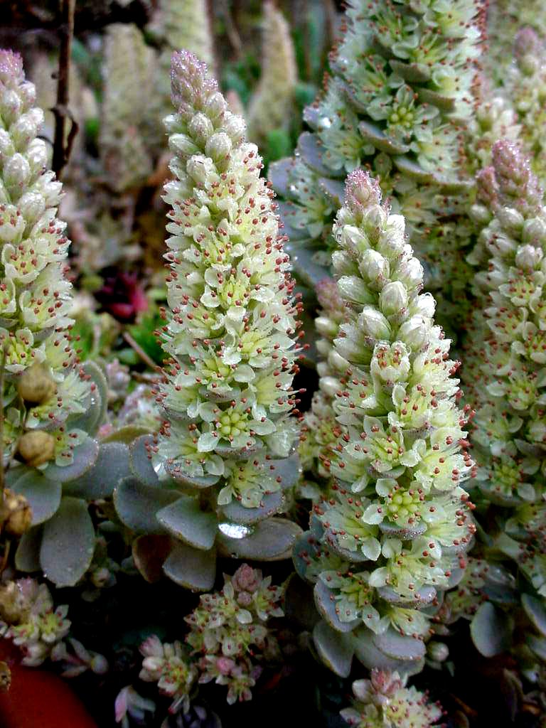 Orostachys Flower seeds for Planting Vibrant Colors Heirloom & GMO Free Seeds for Home GardeN
