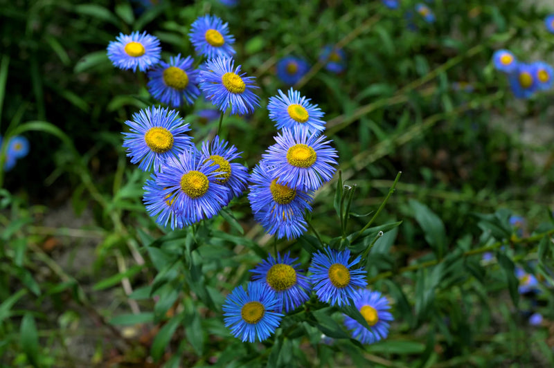 Blue Erigeron Perennial Flower seeds for Planting Seasonal Bloomer Heirloom & GMO Free Seeds for Home Garden
Sale