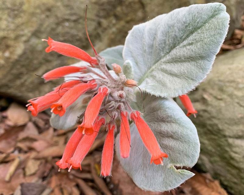 Red Sinningia Leucotricha Flower seeds for Planting - Low Maintenance, Heirloom & GMO Free Seeds for Home Garden