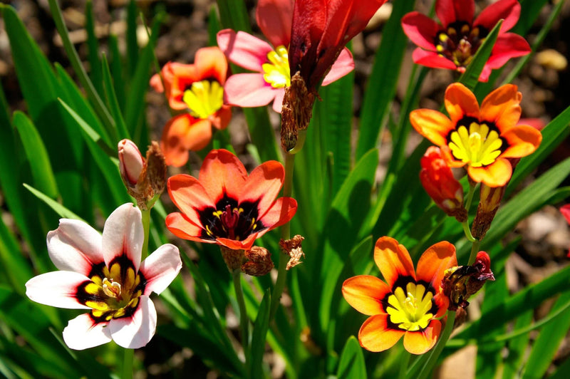 Orange Black Sparaxis Flower seeds for Planting - Cut Flower Favorite, Heirloom & GMO Free Seeds for Home Garden