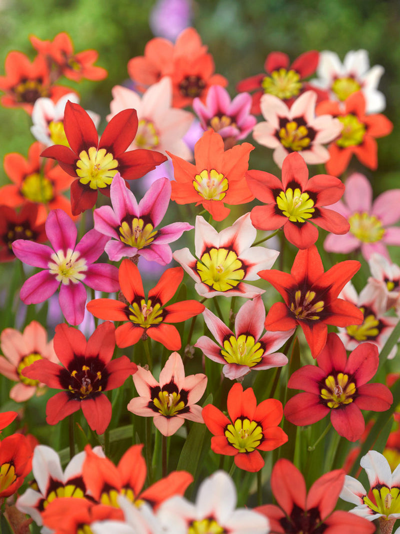 Mixed Sparaxis Flower seeds for Planting - Bright Blooms, Heirloom & GMO Free Seeds for Home Garden