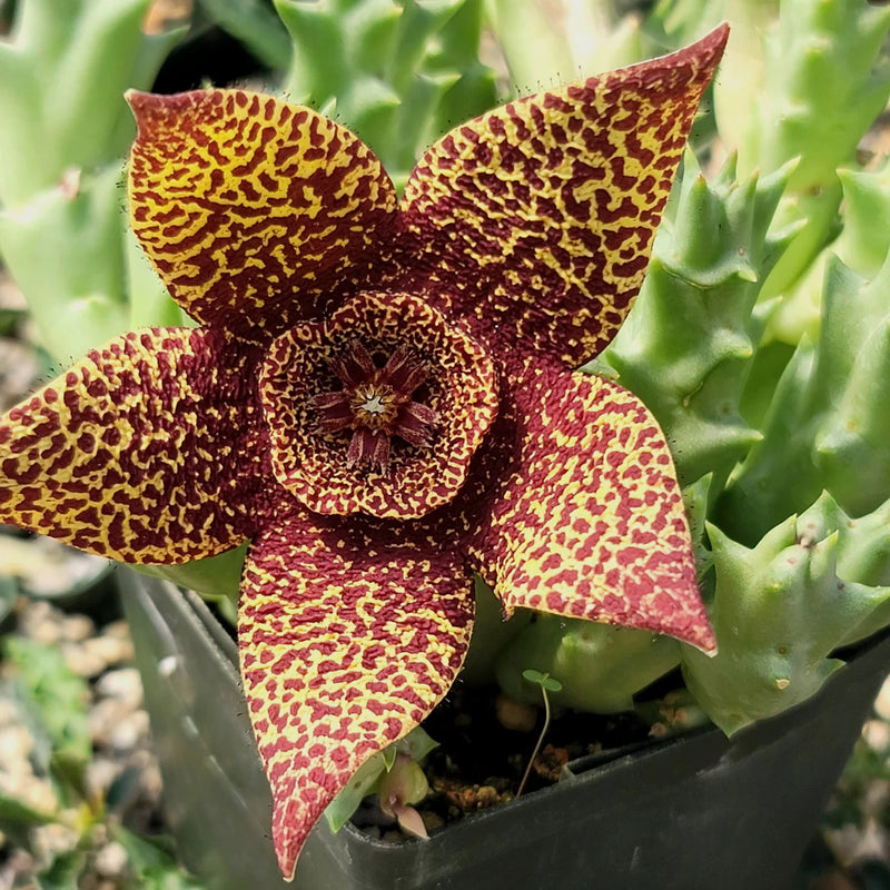 Stapelia Variegata Flower seeds for Planting - Garden Favorite, Heirloom & GMO Free Seeds for Home Garden