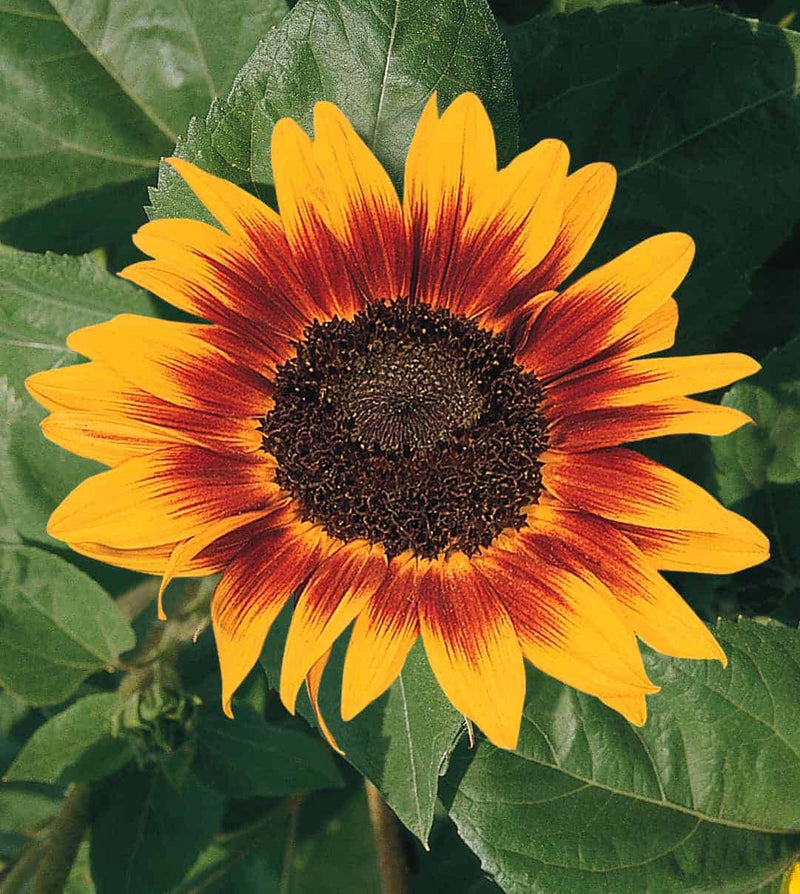 Sunflower Flower seeds for Planting Hardy Variety Heirloom & GMO Free Seeds for Home Garden