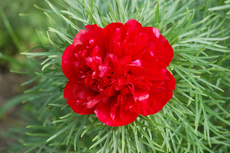 Double Flowering Fernleaf Peony Seeds for Planting - Premium Perennial Seeds