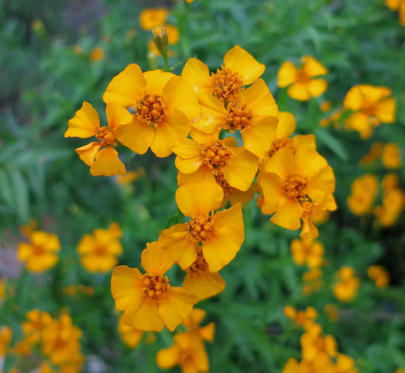 Tagetes Lucida Flower seeds for Planting Perfect for Borders Heirloom & GMO Free Seeds for Home Garden