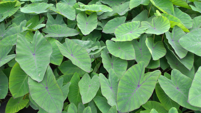Heirloom Colocasia Flower seeds for Planting Bright Blooms Heirloom & GMO Free Seeds for Home Garden