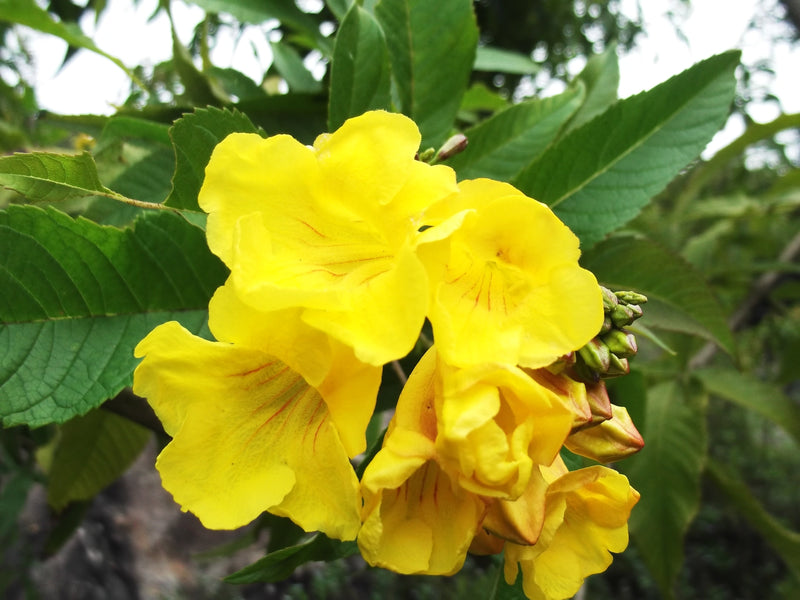Tecoma Stans Flower seeds for Planting Pollinator Friendly Heirloom & GMO Free Seeds for Home Garden