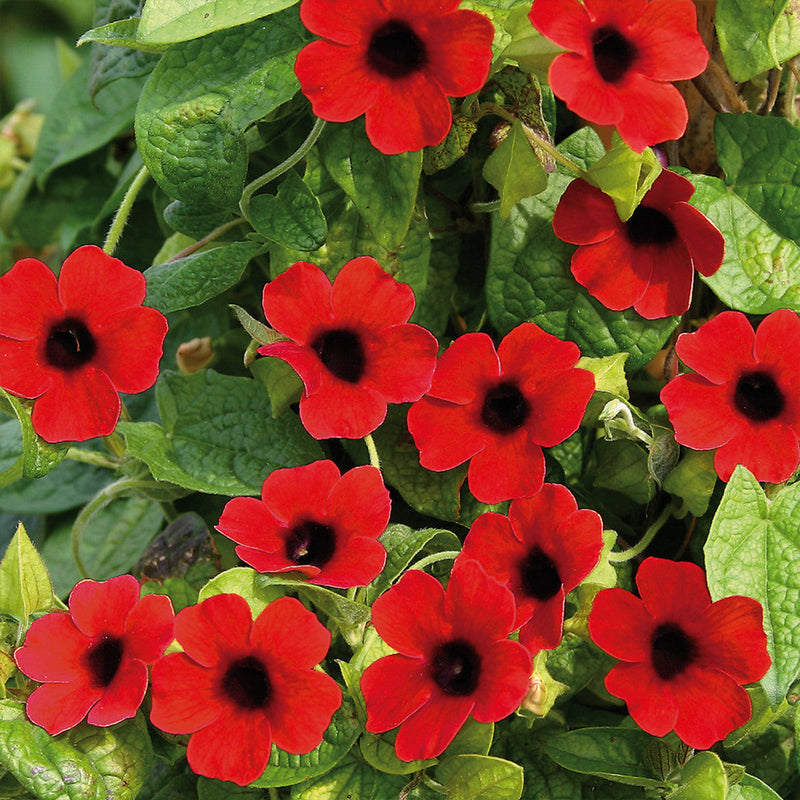 Thunbergia Alata Flower seeds for Planting Premium Quality Heirloom & GMO Free Seeds for Home Garden
Sale for planting in home garden