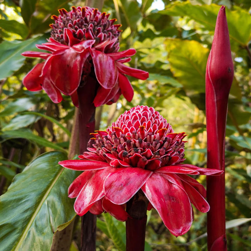 Torch Ginger Flower seeds for Planting Perfect for Borders Heirloom & GMO Free Seeds for Home Garden