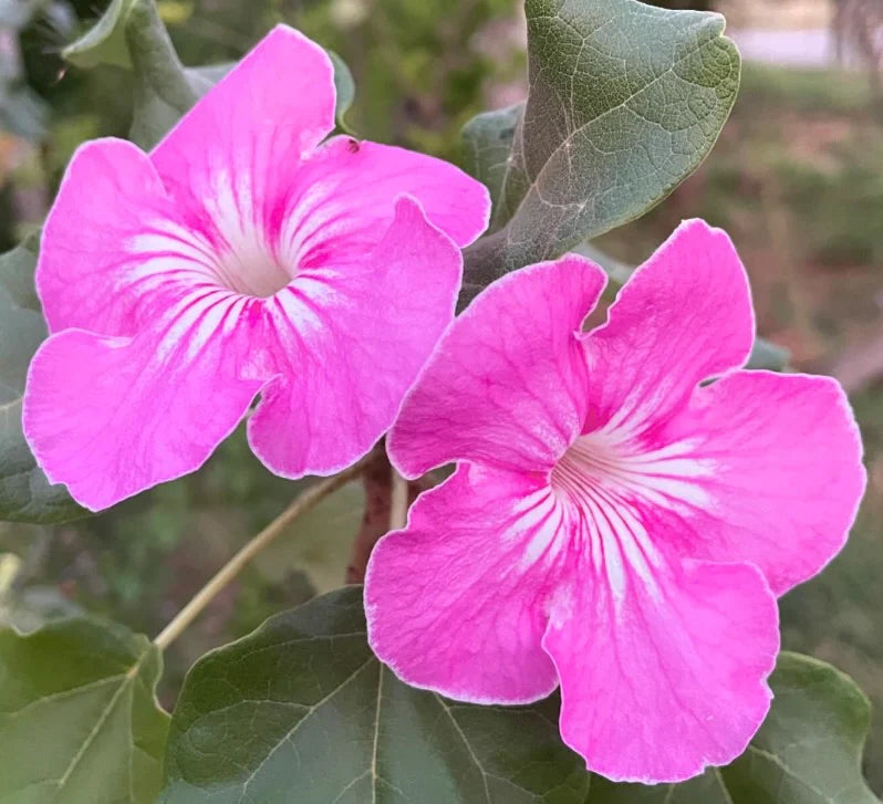 Stellulifera Flower seeds for Planting Cut Flower Favorite Heirloom & GMO Free Seeds for Home Garden
Sale
