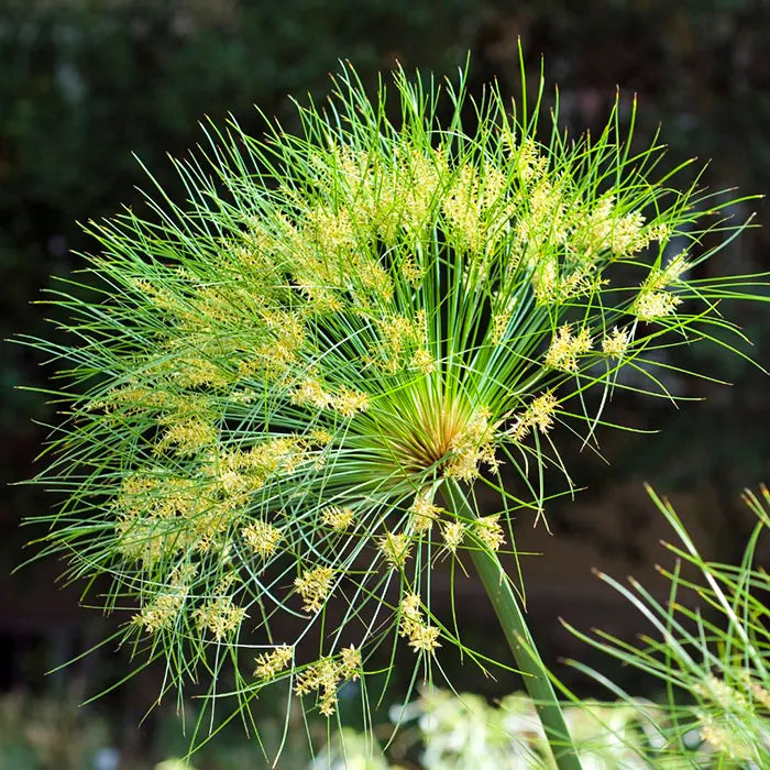 Yellow Cyperus Papyrus Flower seeds for Planting - Cut Flower Favorite, Heirloom & GMO Free Seeds for Home Garden