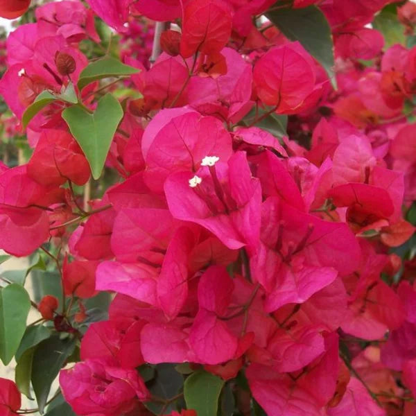 Pink Bougainvillea Flower seeds for Planting - Sun Loving, Heirloom & GMO Free Seeds for Home Garden
Sale seeds for home garden
