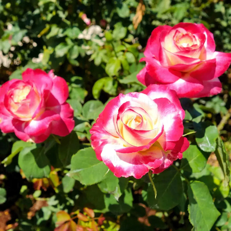 Sorbet Roses flower Planting Seeds for Floribunda
