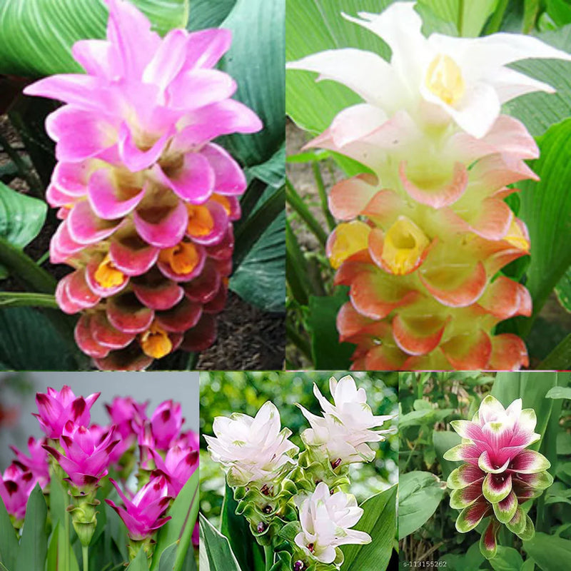 Curcuma Mix Flower Planting Seeds - Vibrant Tropical Blooms for Your Garden