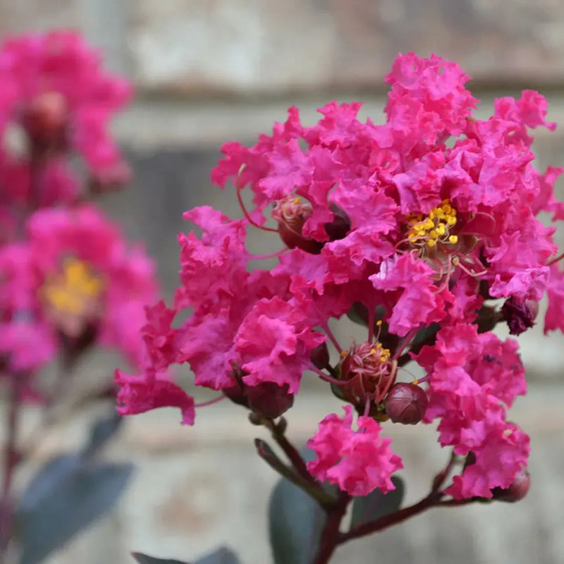 Pink Crape Myrtle Flower seeds for Planting Compact Growth Heirloom & GMO Free Seeds for Home Garden
Sale seeds for home garden planting