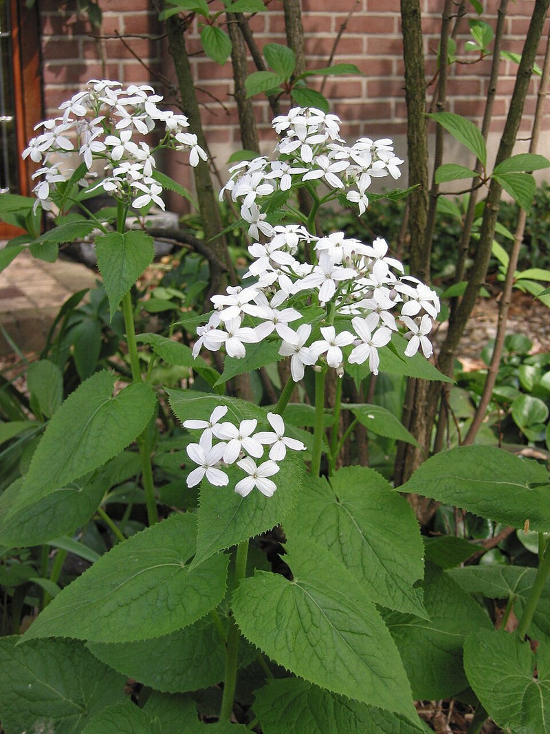 White Lunaria Rediviva Flower seeds for Planting - Premium Quality, Heirloom & GMO Free Seeds for Home Garden
