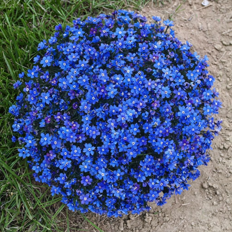 Aubrieta Blue Rock Cress Flower seeds for Planting - Low Maintenance, Heirloom & GMO Free Seeds for Home Garden
Sale seeds for home garden