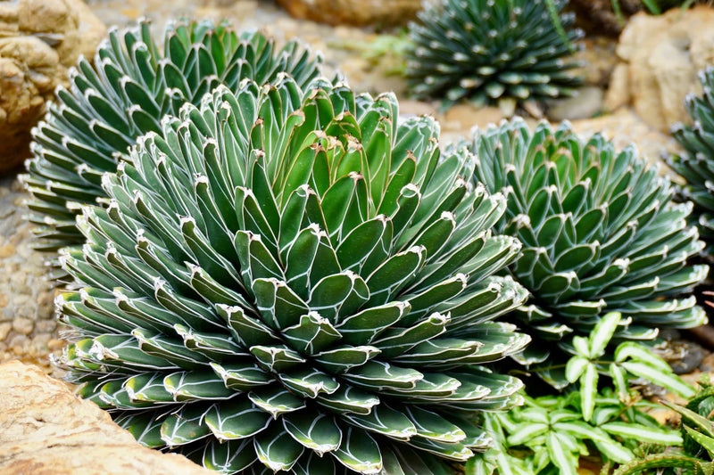 Green Victoria Agave Flower seeds for Planting - Pollinator Friendly, Heirloom & GMO Free Seeds for Home Garden