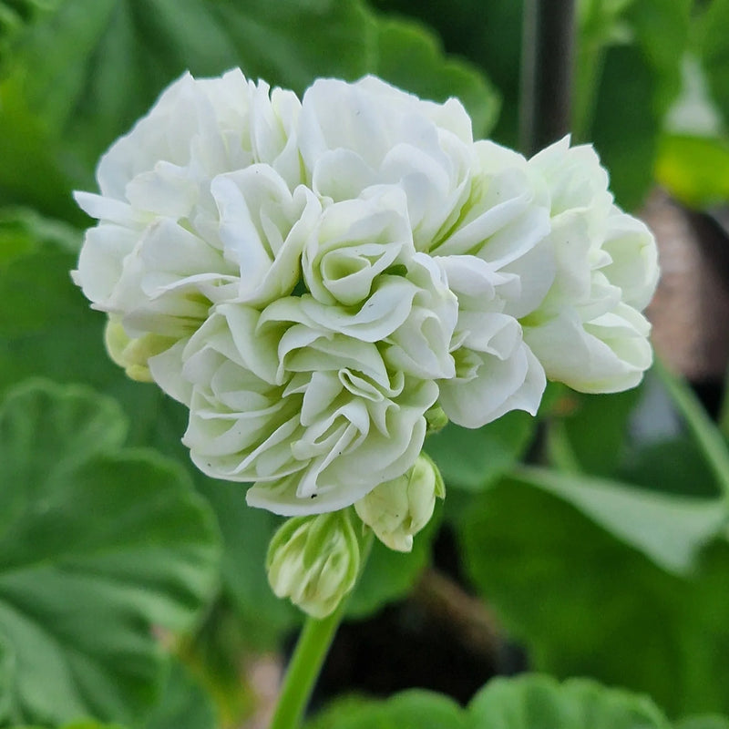Light Green Geranium Seeds for Planting - Add Color to Your Space