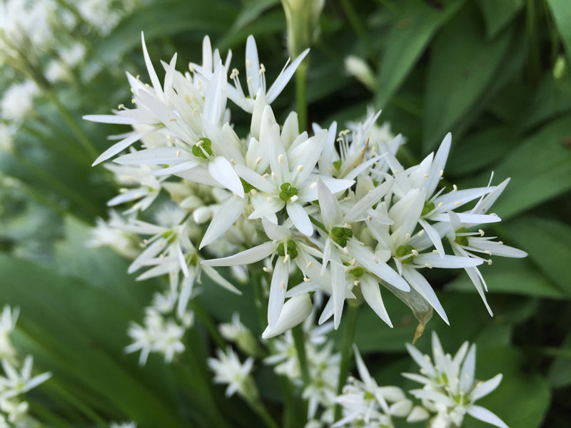Ramsons Flower seeds for Planting - Perfect for Borders, Heirloom & GMO Free Seeds for Home Garden