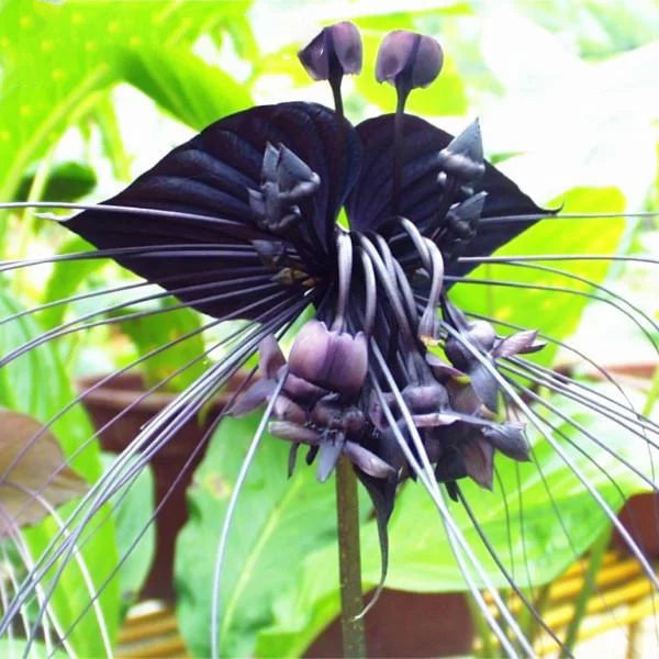 Butterfly Orchid Flower seeds for Planting - Fragrant Blossoms, Heirloom & GMO Free Seeds for Home Garden
Sale for planting in home garden.
