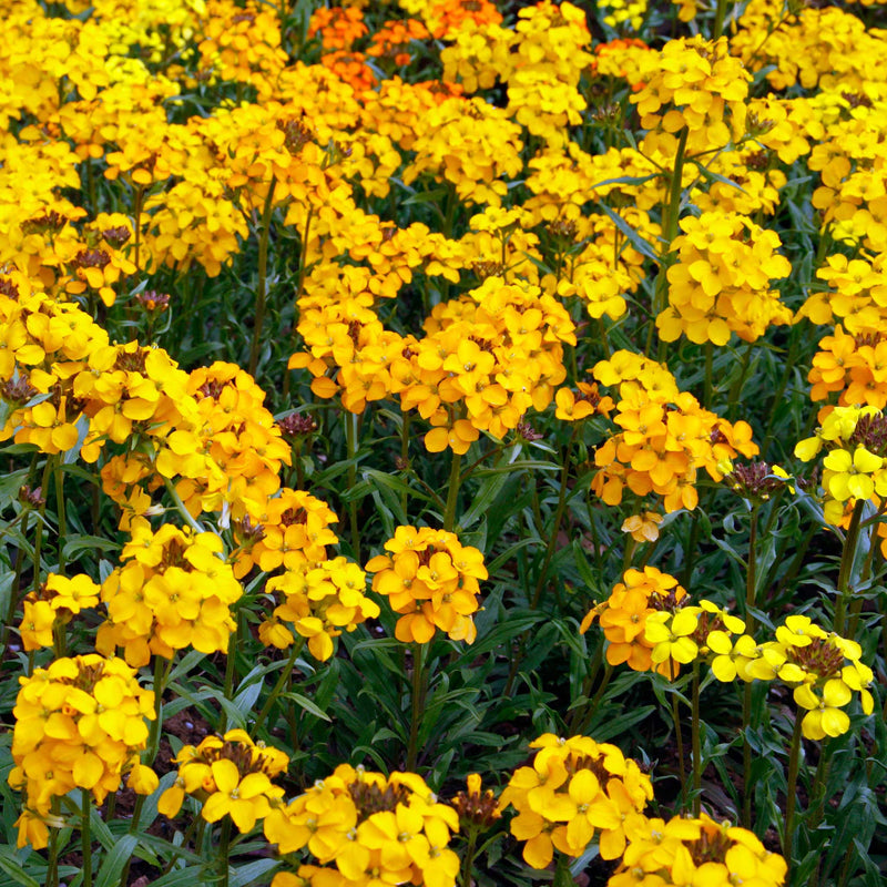 Heirloom WallFlower seeds for Planting Cottage Garden Essential Heirloom & GMO Free Seeds for Home Garden