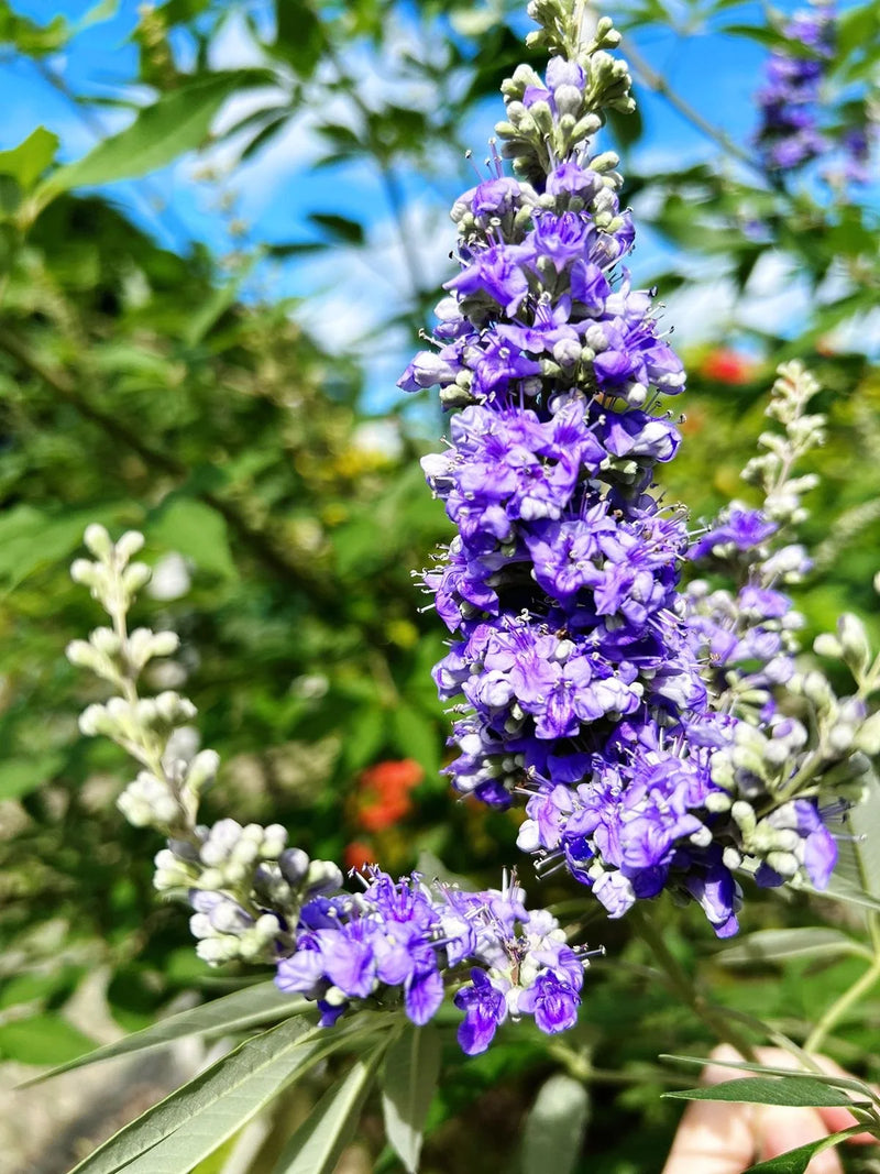 Purple Vitex Angus Castus Flower seeds for Planting - Drought Tolerant, Heirloom & GMO Free Seeds for Home Garden