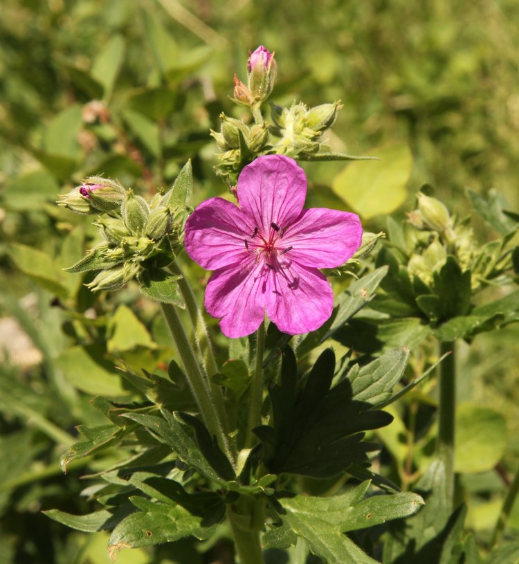 Geranium (Geranium Viscosissimum) seeds for planting in home garden
