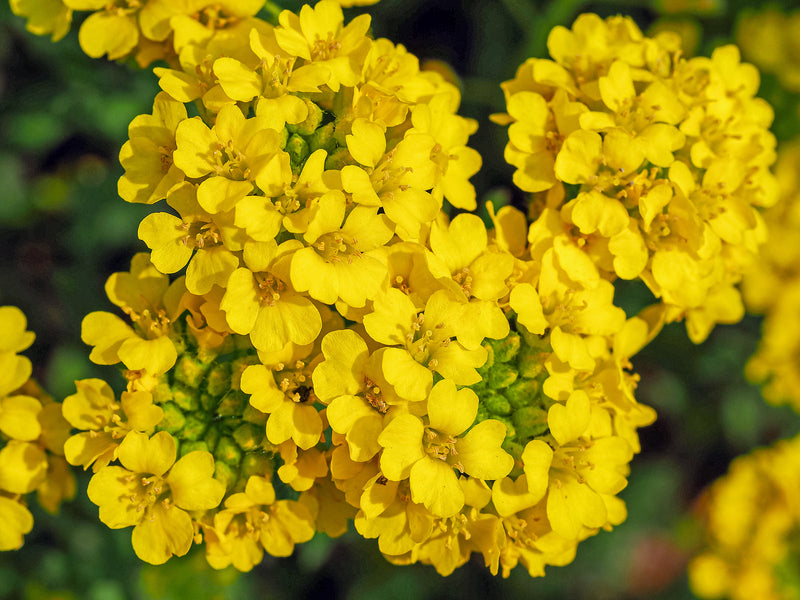 Yellow Aurinia seeds for garden planting