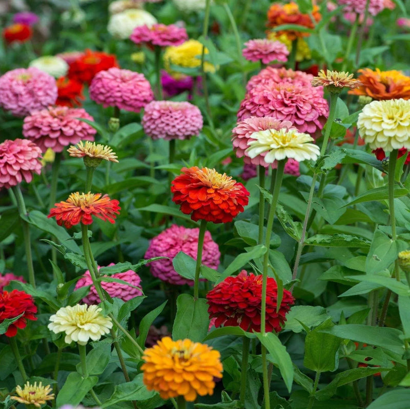 Zinnia Flower seeds for Planting - Perfect for Borders, Heirloom & GMO Free Seeds for Home Garden