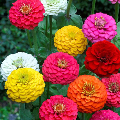 Zinnia Double Mixed Flower seeds for Planting Perfect for Borders Heirloom & GMO Free Seeds for Home Garden