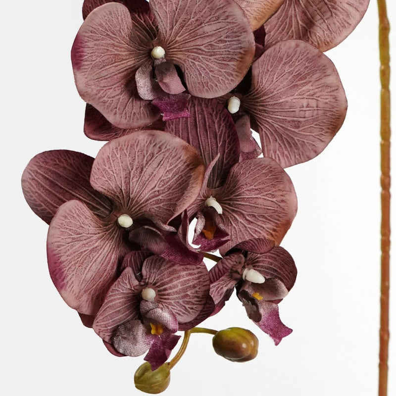Brown Phalaenopsis Orchid Flower Seeds for Planting Easy to Grow Heirloom & GMO Free Seeds for Home Garden
Sale