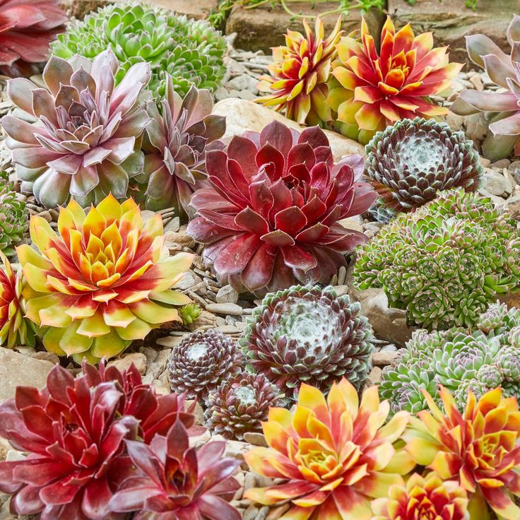 Mixed Sempervivum Flower seeds for Planting - Pollinator Friendly, Heirloom & GMO Free Seeds for Home Garden